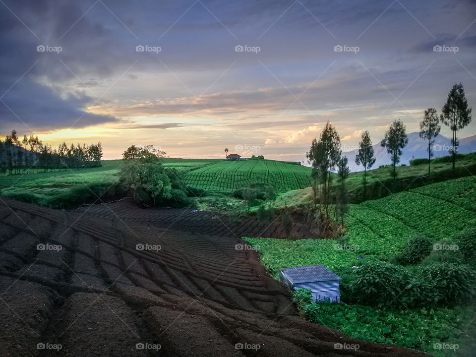 silent morning in brakseng farm fields