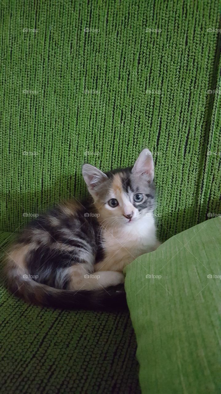 cute three-color kitten sitting on the couch