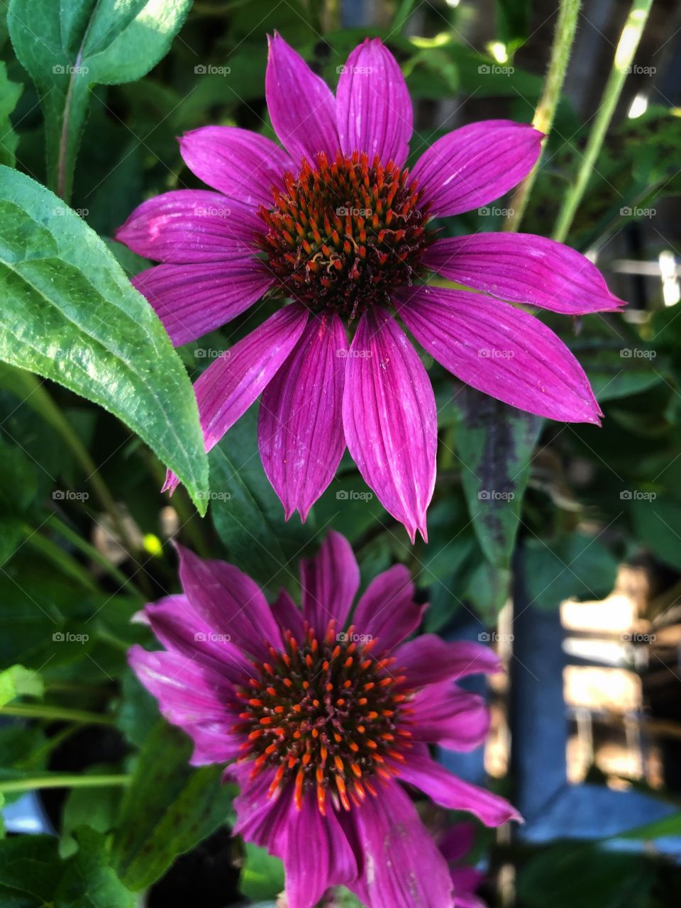 Two pink flowers with green leafs