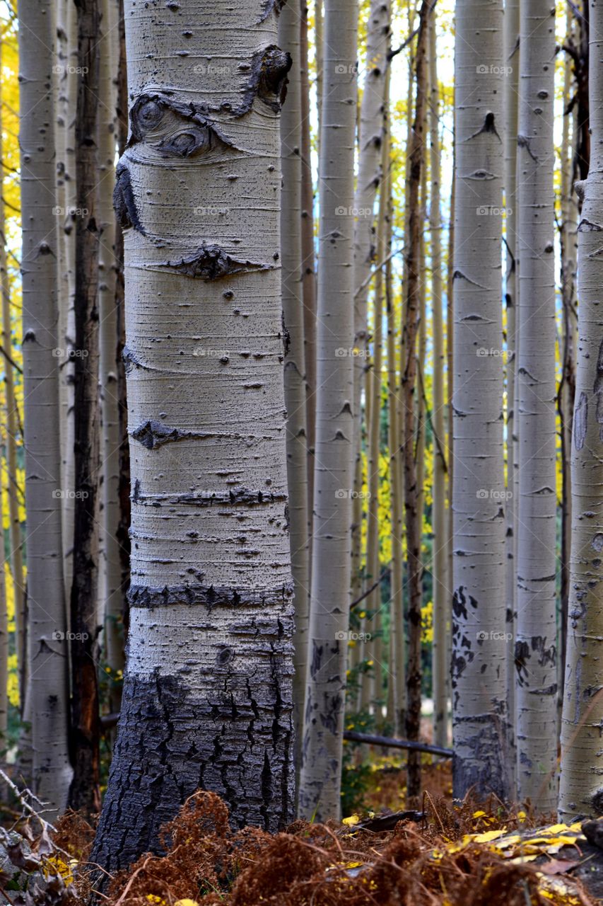 Aspen tree trunks