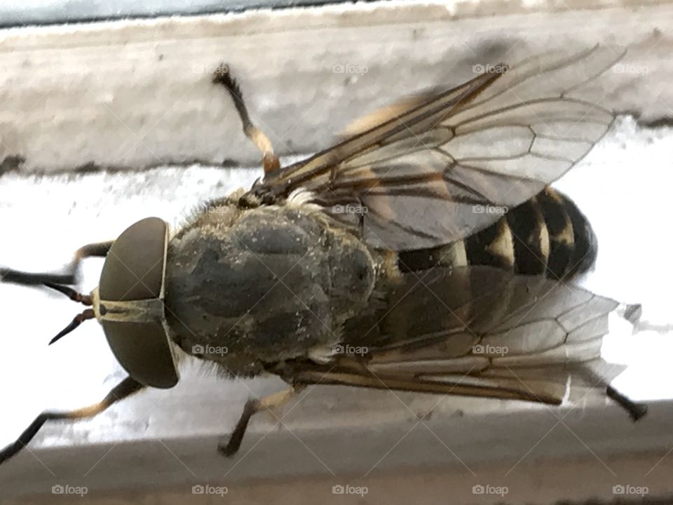 Close up photographed bee sitting on a window sill 