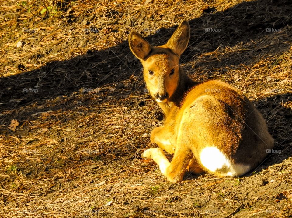 Roe deer sunbath. Siberian or Eastern Roe Deer. Sibirischen Rehwild. Corzo Siberiano. Chevreuil de Sibérie.