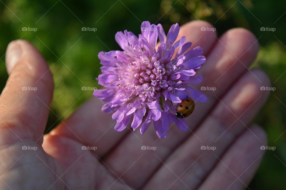 purple flower and ladybug 🐞 in the hand summer nature in sunlight, nature lover