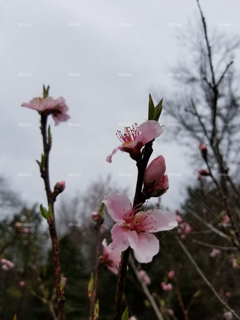 Peach tree blossoms