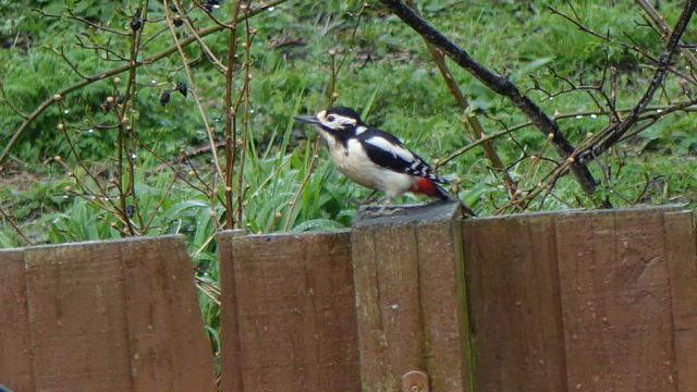 Great spotted woodpecker 