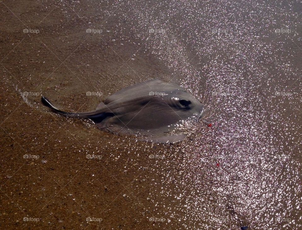 I caught and released this stingray from the beach in the Outer Banks, North Carolina.