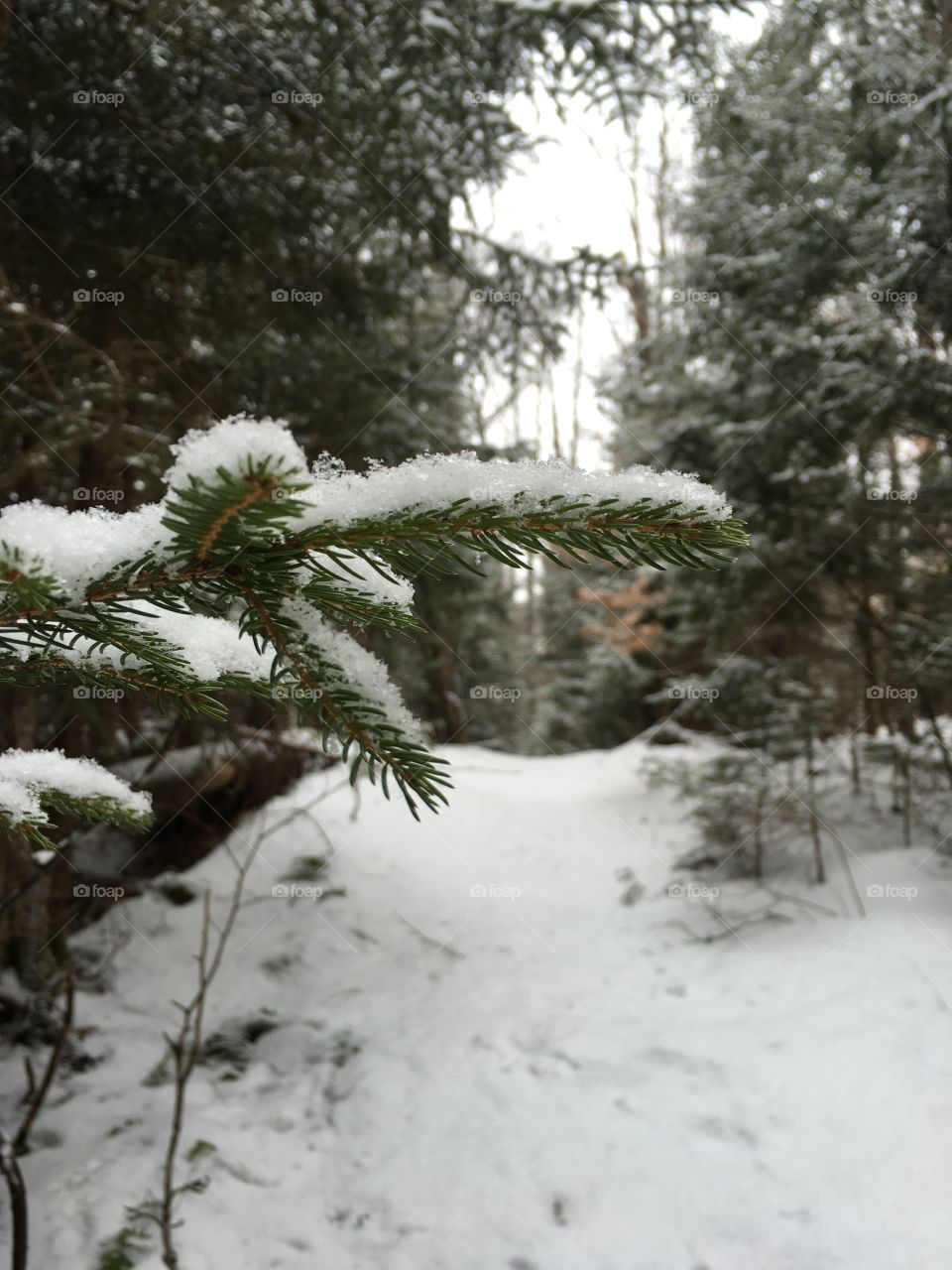 Snowy branch
