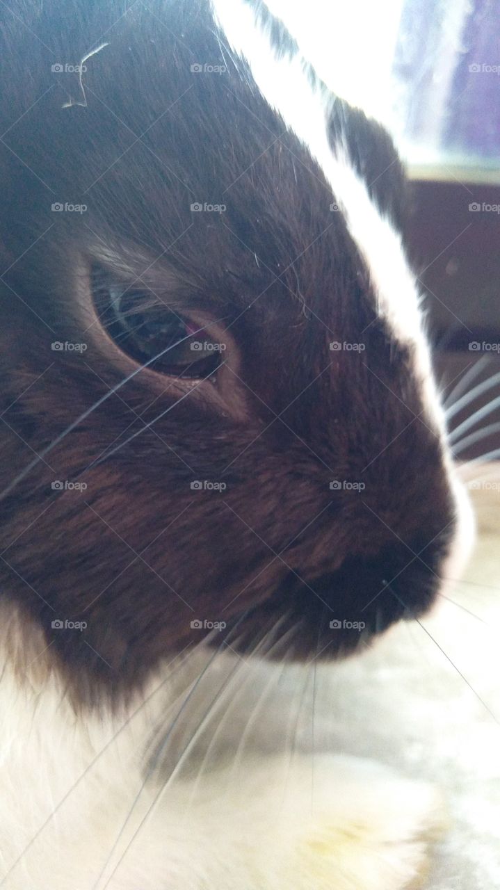 Rabbit name is goo goo