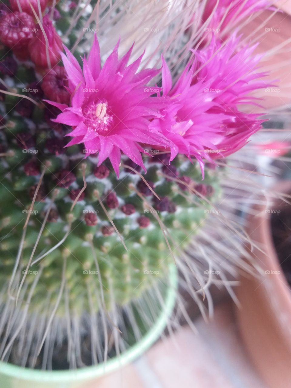 Beatifull cacti.