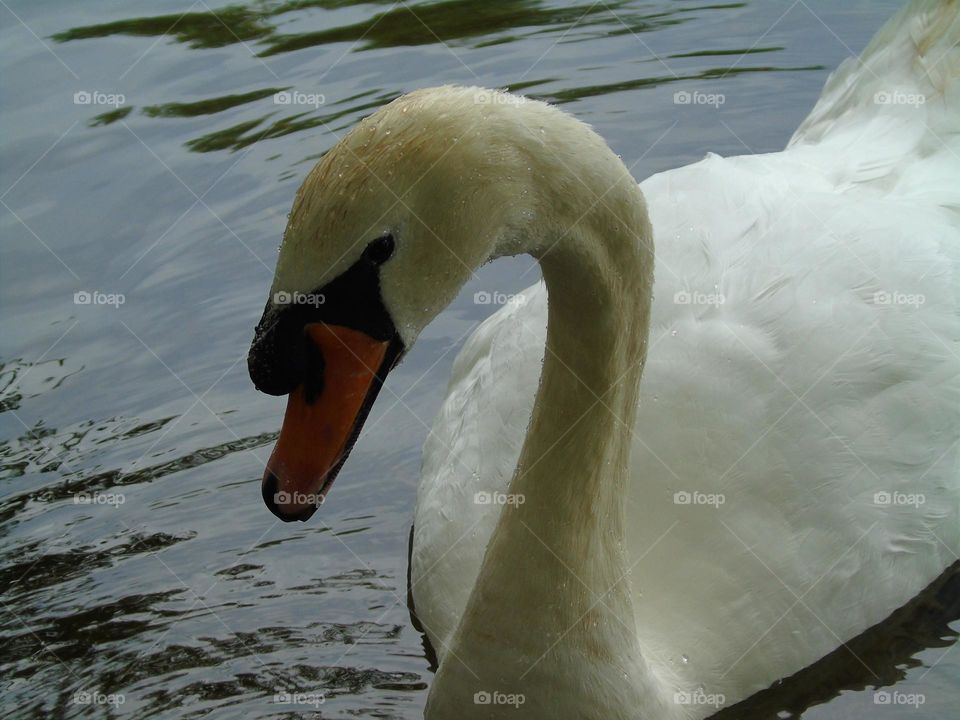 Beautiful, elegant swan, water drops, swimming