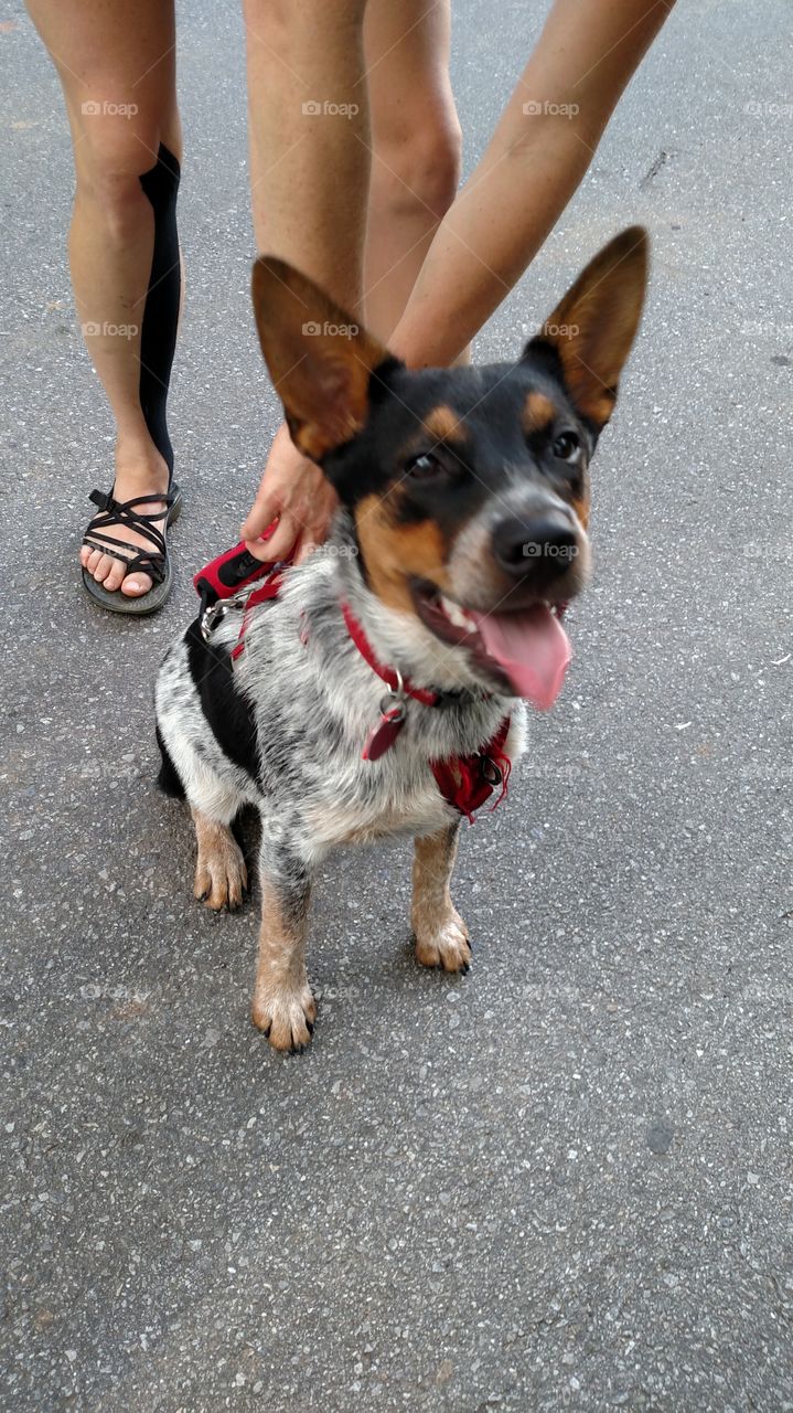 Boomer the little cattle dog