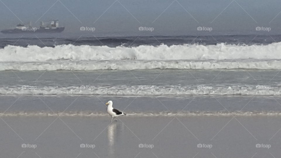 Seagull and waves
