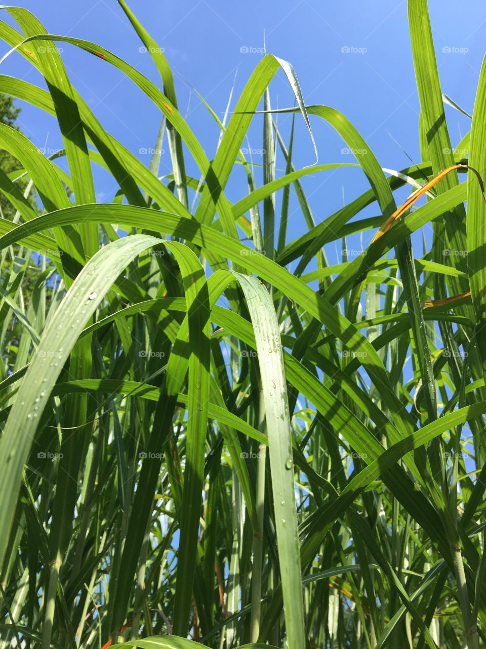 Monster Grass after raining, then sunny out!