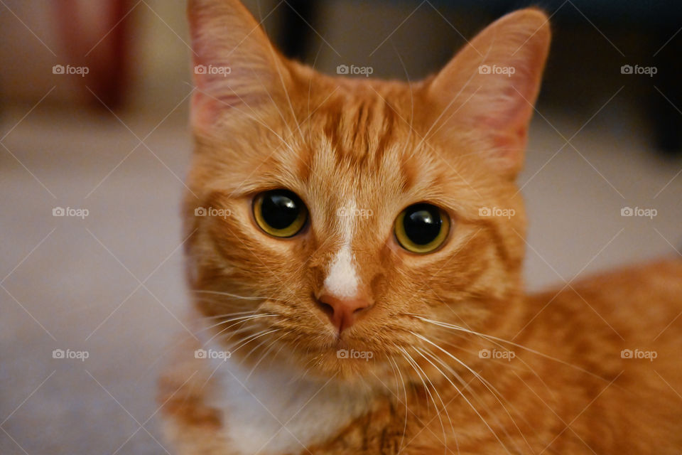 My cat Morris. He’s the sweetest ginger cat.