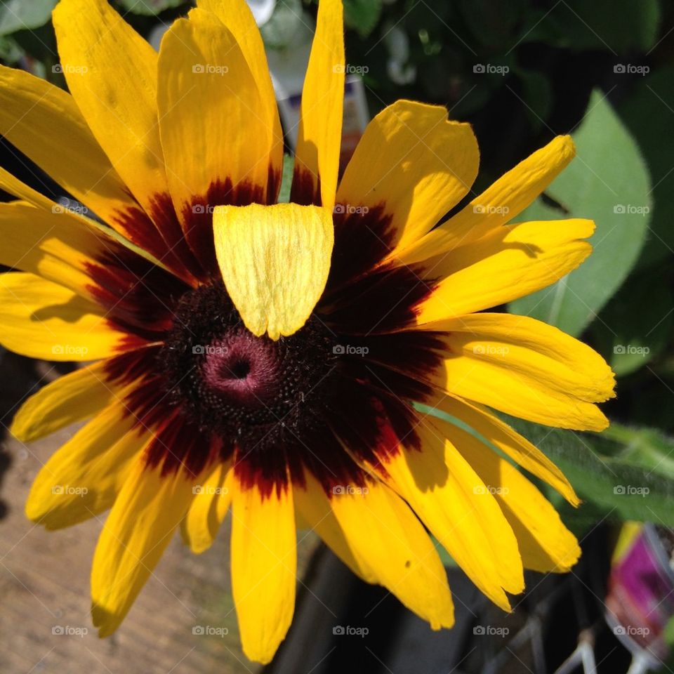 Close-up of yellow daisy