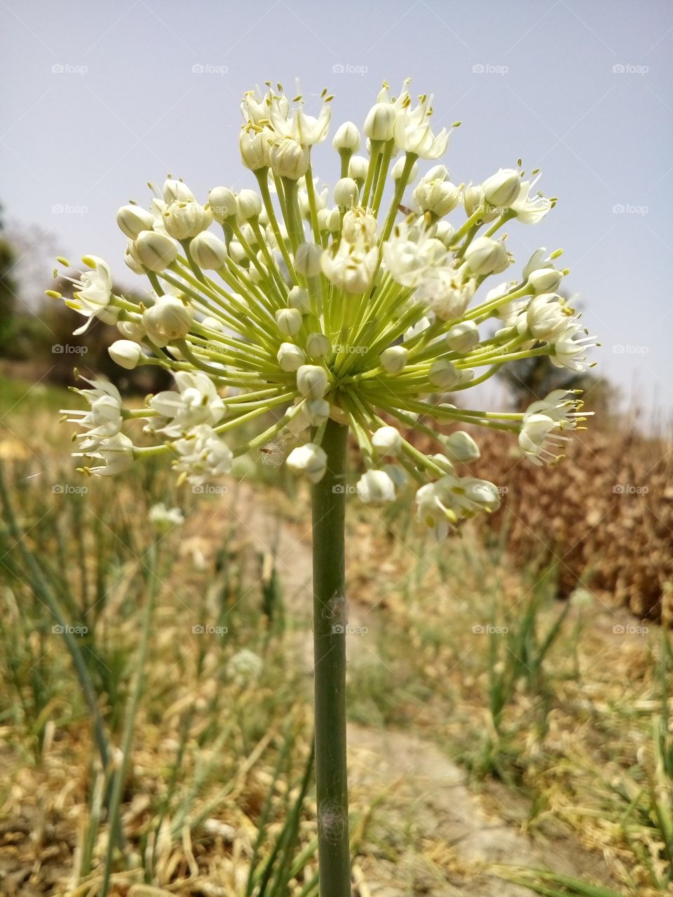 Onion flowers