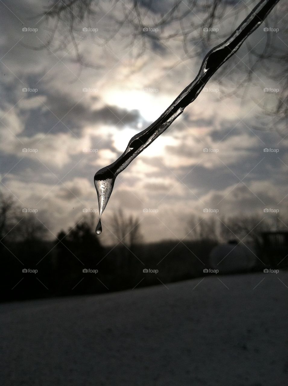 Close-up of a frosty branch