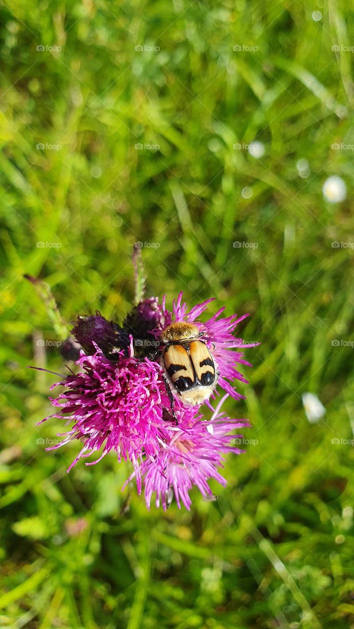 A small yellow bug on a flower