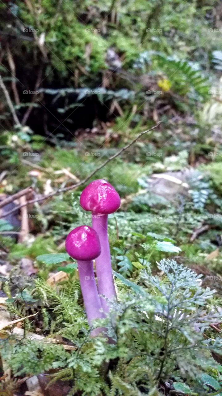 Purple funghi