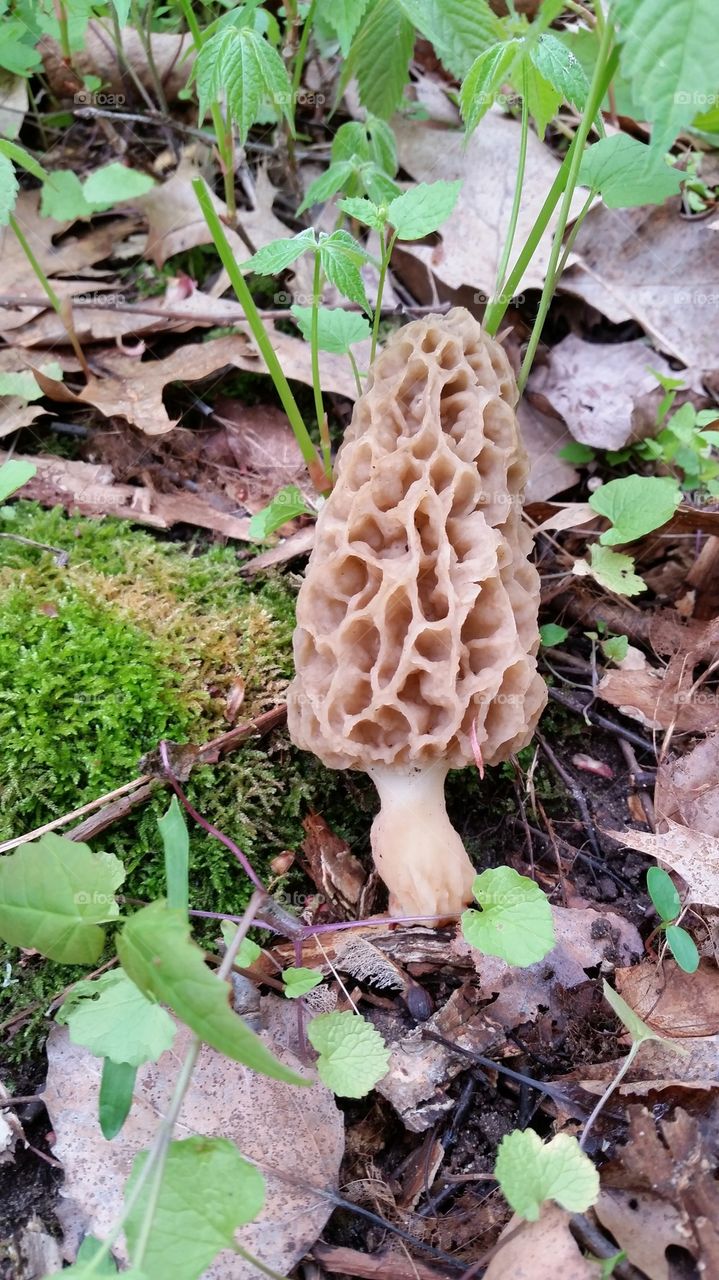 The Mighty Morel