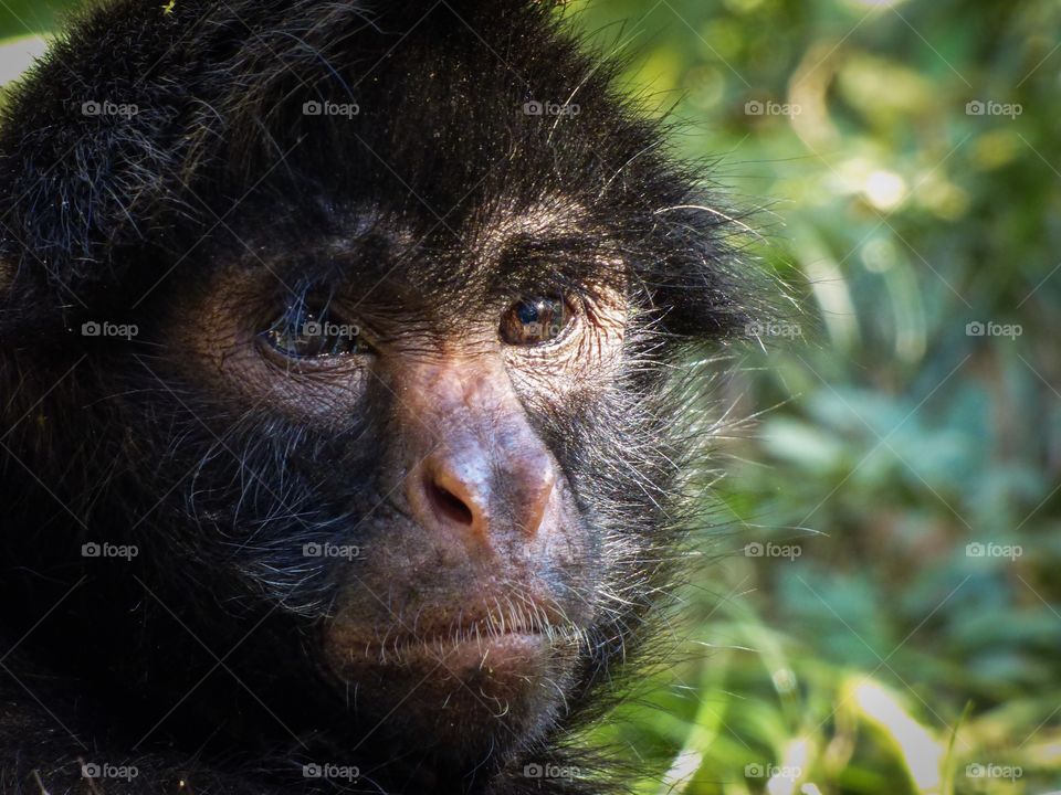 Primate, Monkey, Mammal, Ape, Wildlife