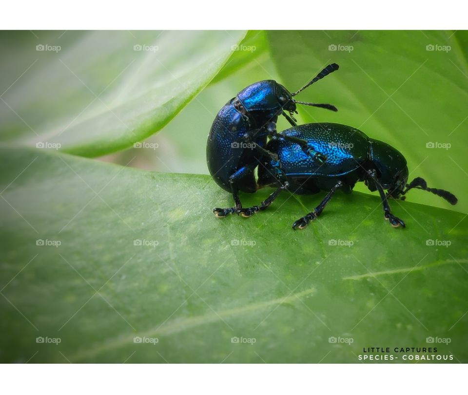This photo is taken in outdoor while two beetle having sex.