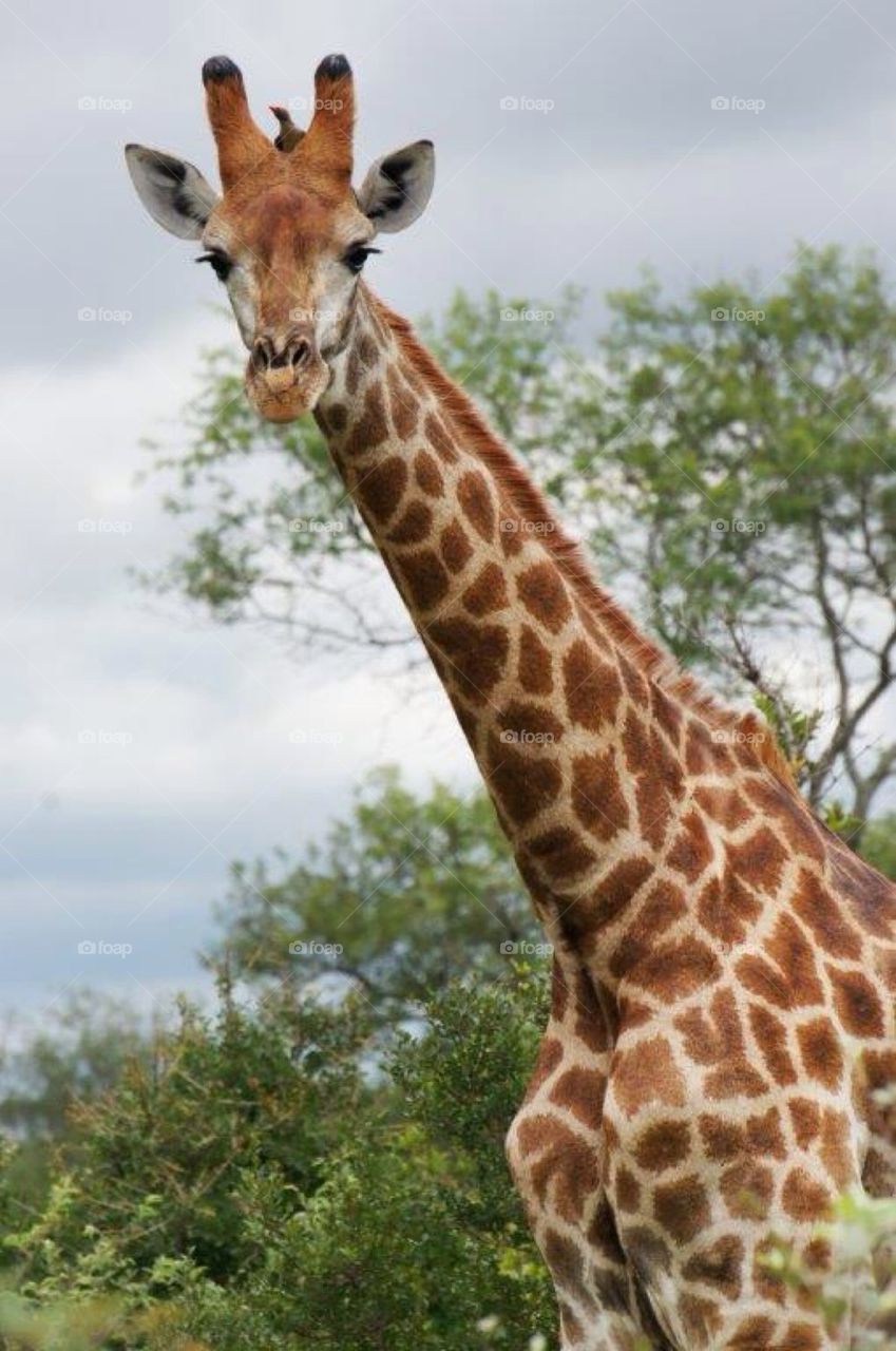 Giraffe in Krüger Park South Africa