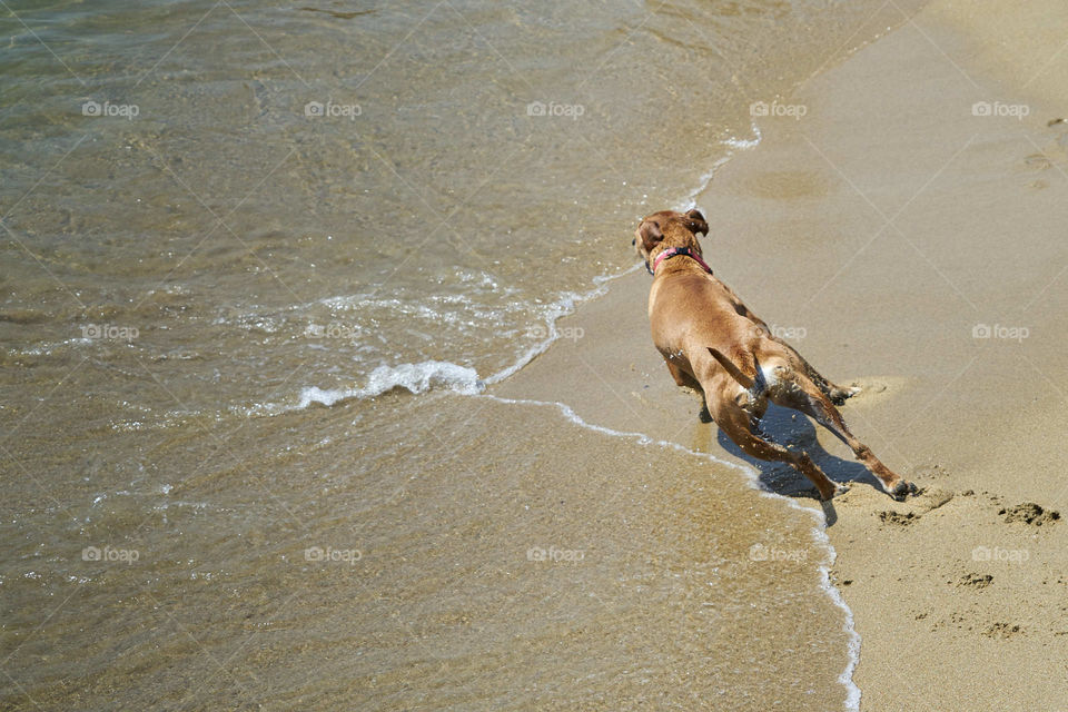 Rear view of a dog running on beach