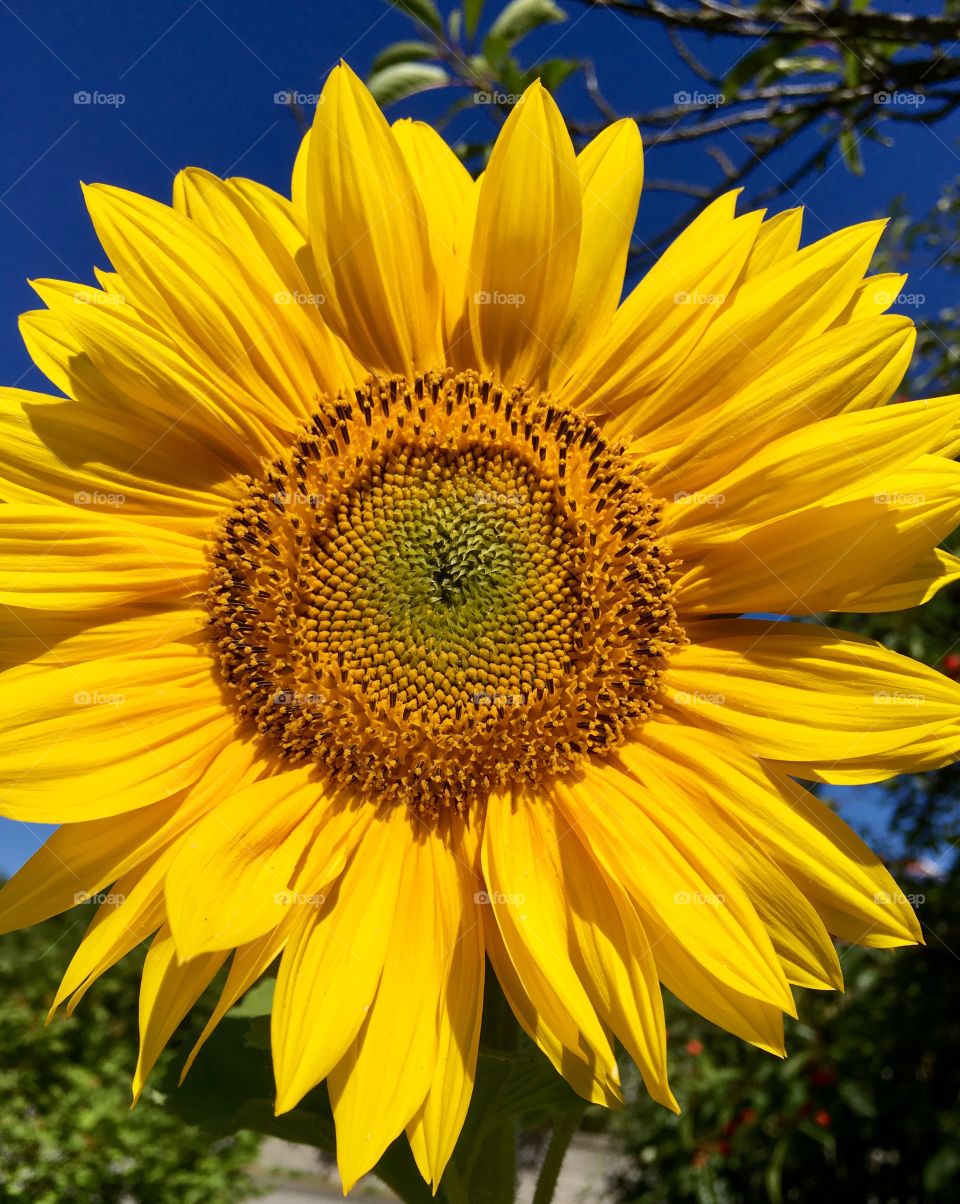 Sunflower