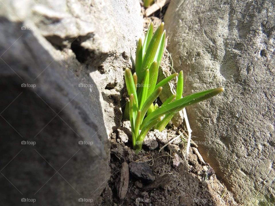 Flowers coming up in spring