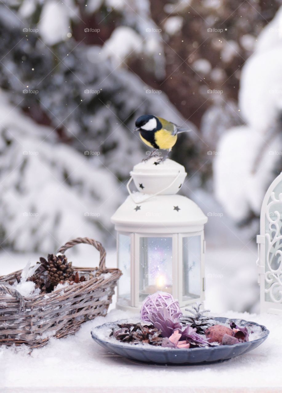 Great tit bird in winter decorations 