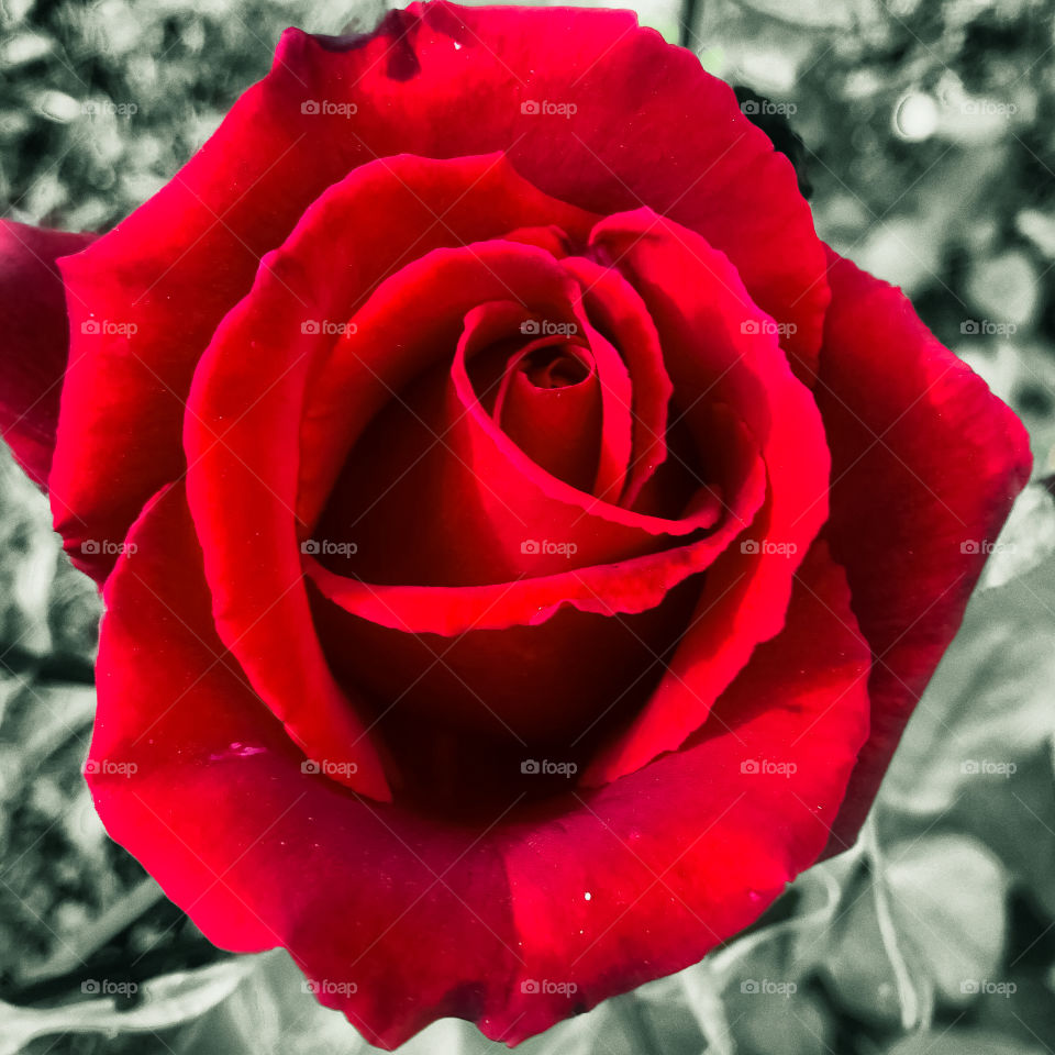 A deep red rose against a muted green leafy backdrop 