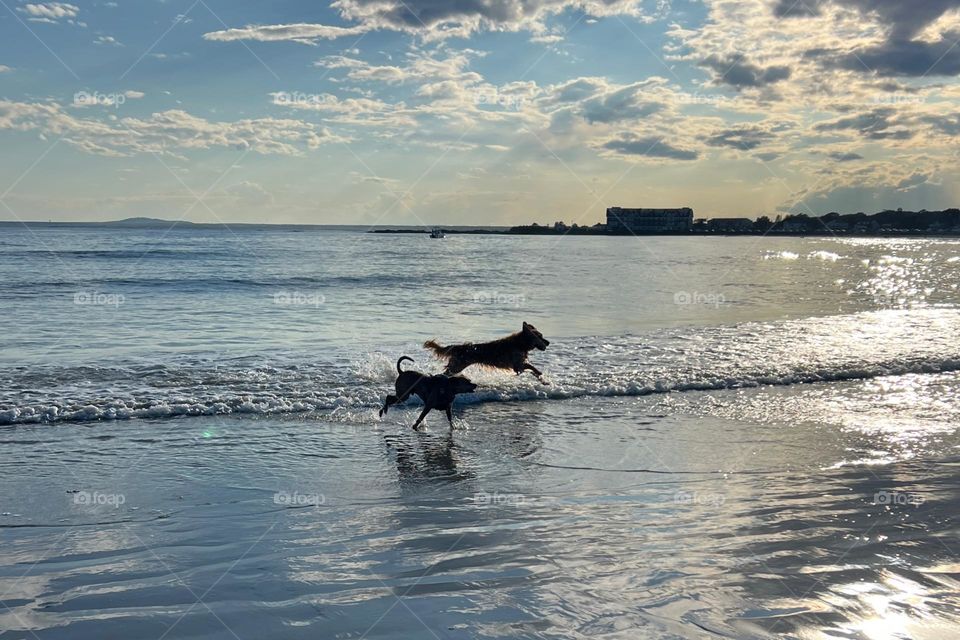 Dogs having fun in the beach 