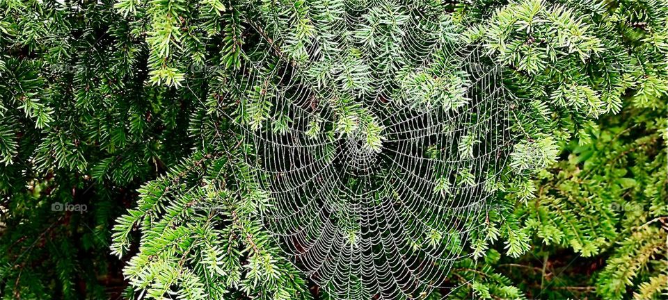This perfectly round spider web was put up on this tree one morning in a beautiful garden in “Bavaria”, Germany just in the nick of time for Indian summer that is called “Altweibersommer” or “Old Women’s Summer” in German. 2023. Hypnotic Productions