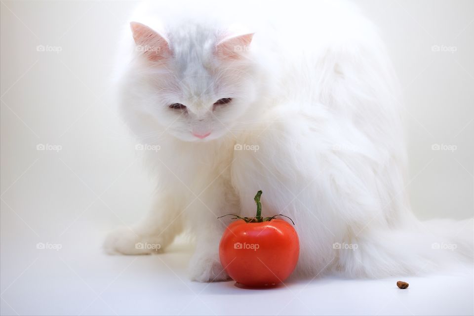 white cat with red tomato