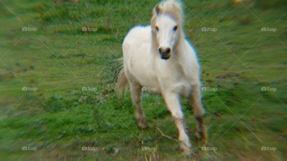 white pony