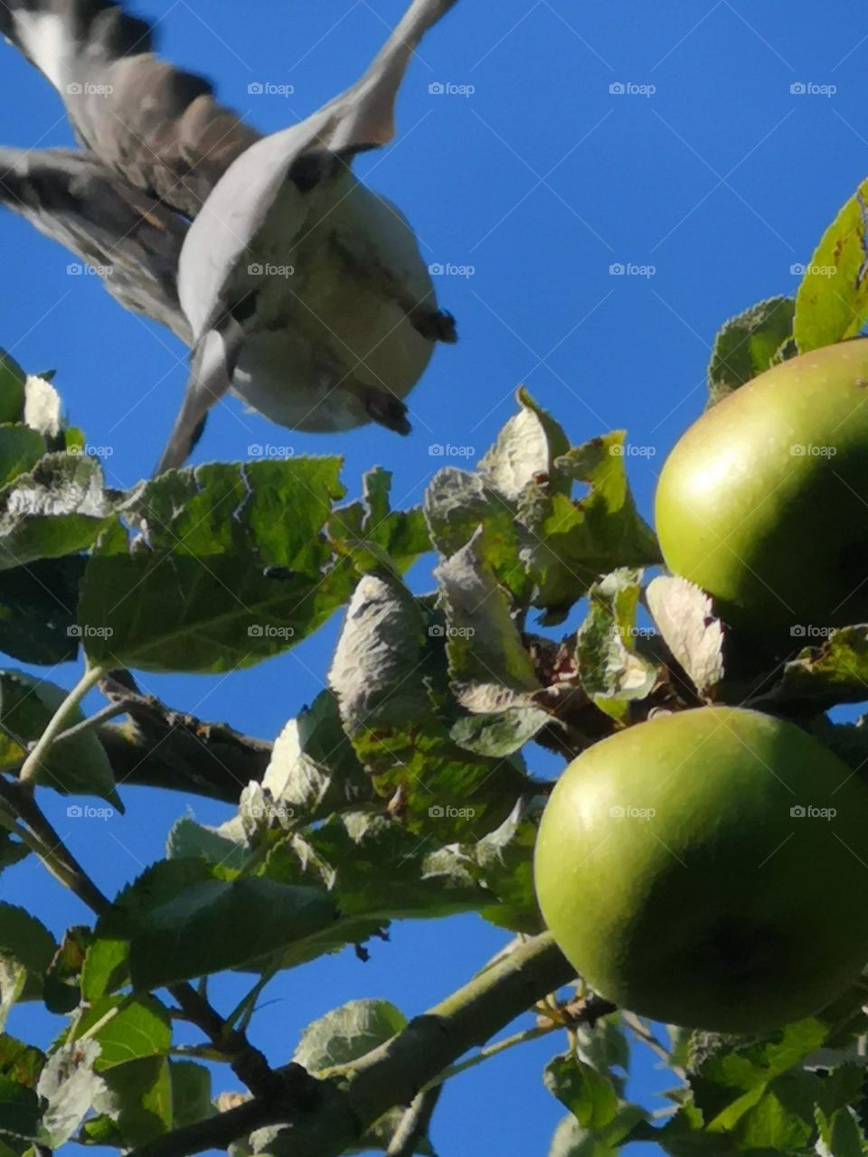 flying pigeon in apple tree