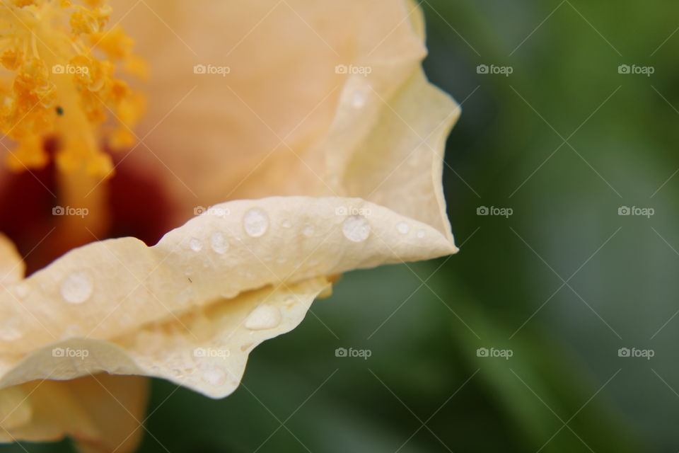 Water drops on a flower