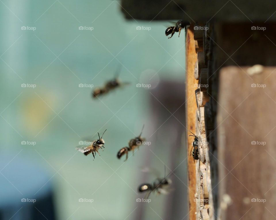 Male wild bees waiting for females at the insect hotel