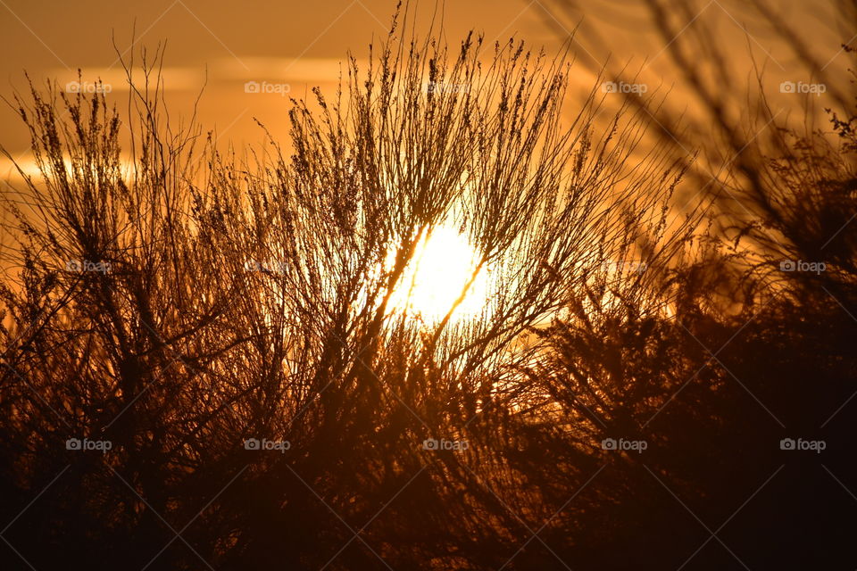 Sunset behind bushes