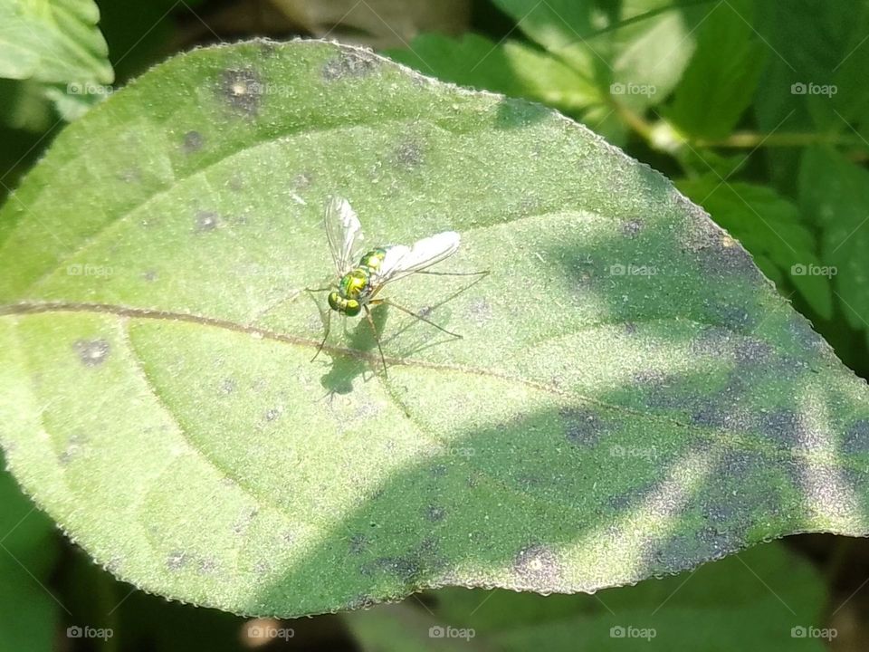 unusual pet with green leaves