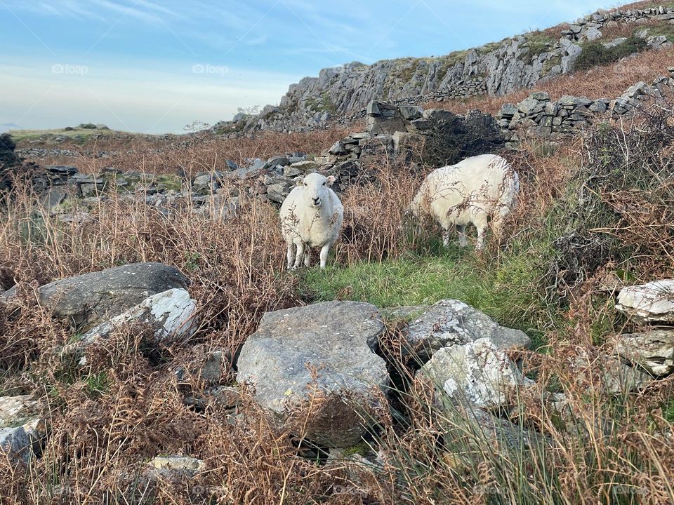 Welsh Sheep on Snowdon 