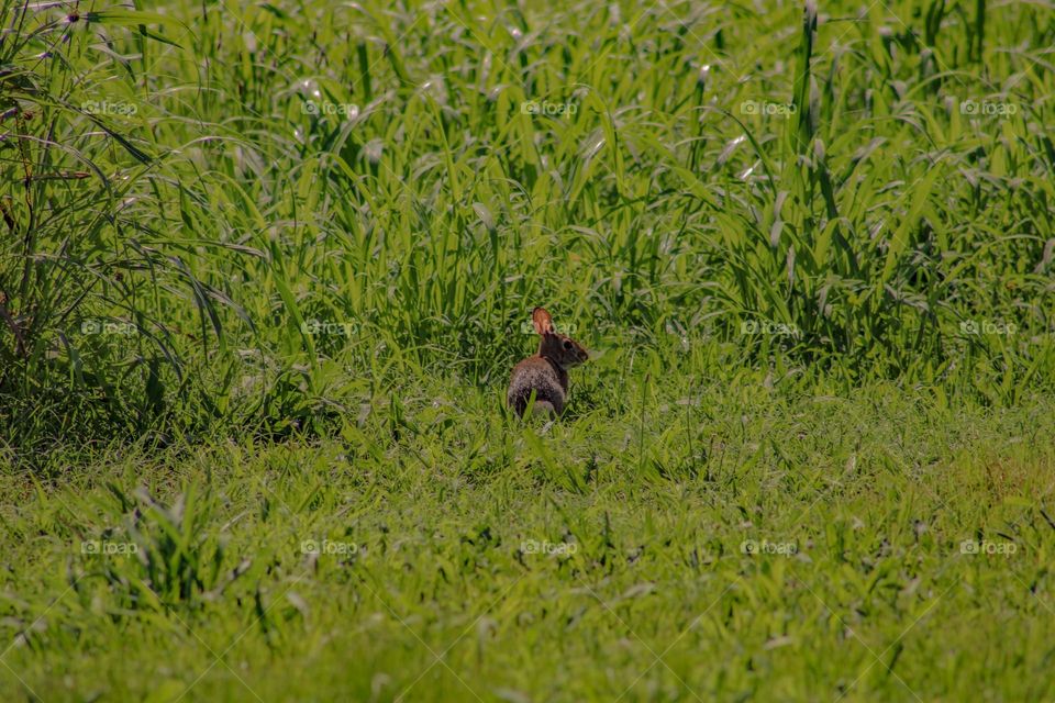 rabbit sitting in a field of tall grass