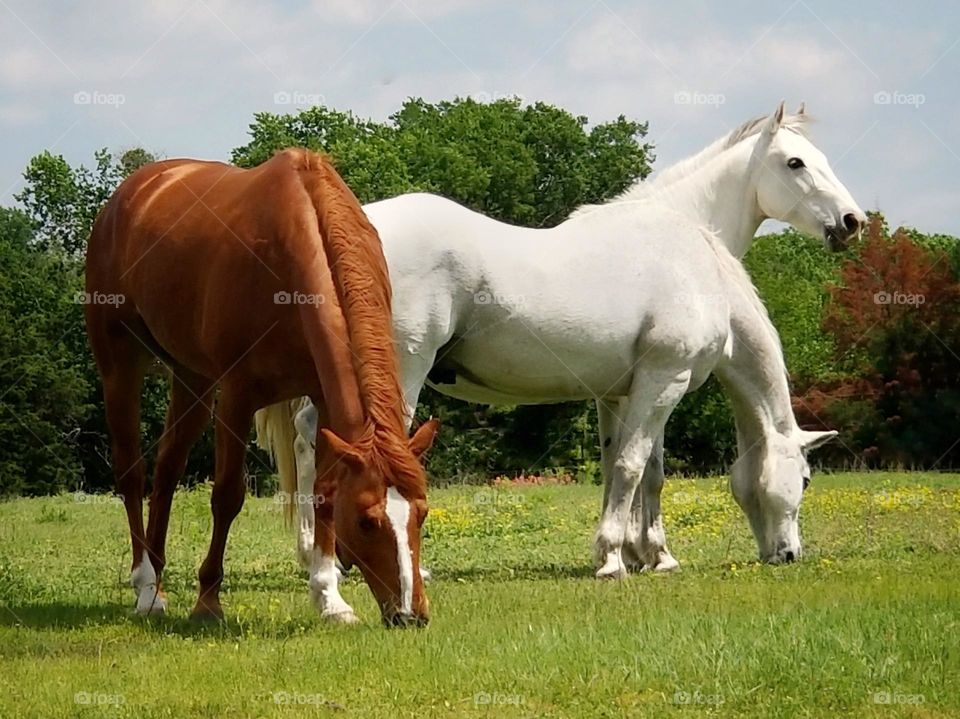 Three Horses on a Spring Day