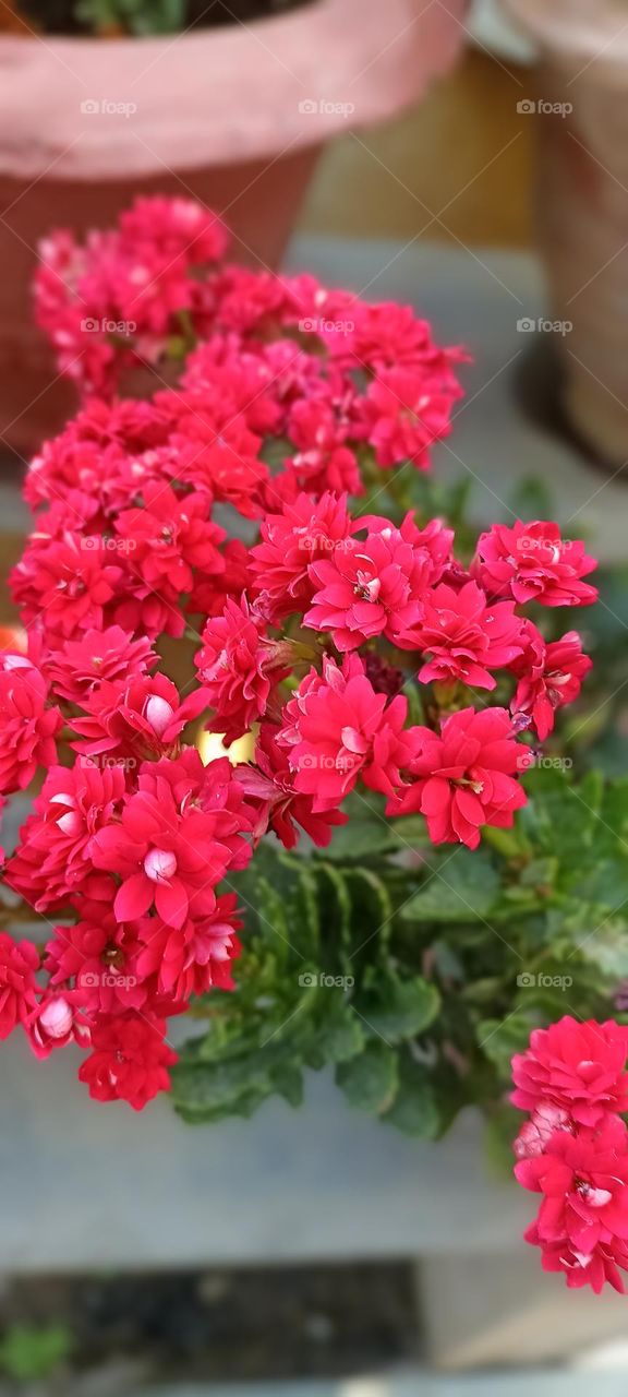 fully blooming beauty makes all attracted to get out of it