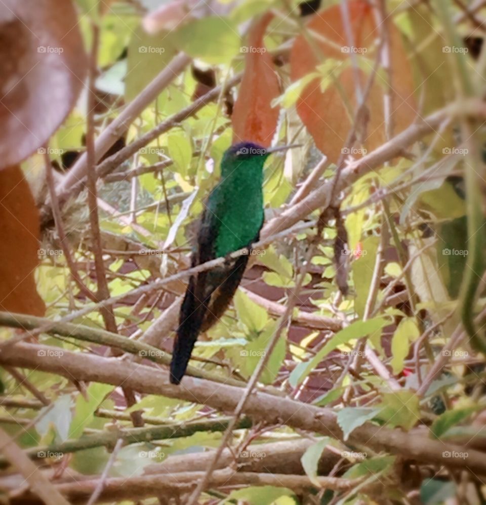 Conseguimos fotografar esse beija-flor em repouso. Ô como é difícil clicar uma bela foto deles...