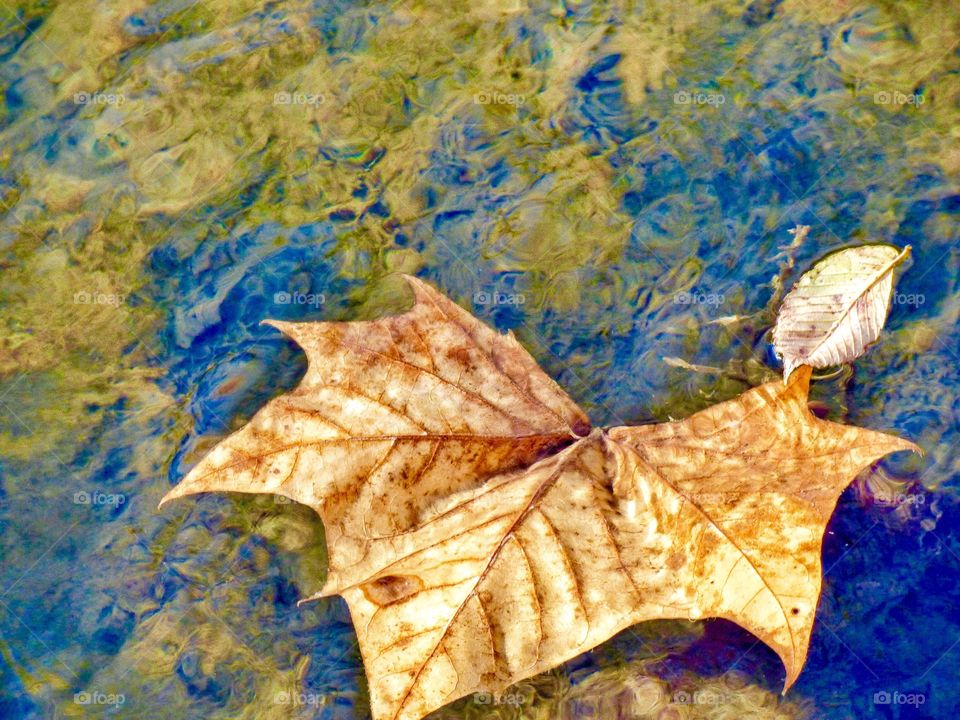 Beautiful floating fall leaf