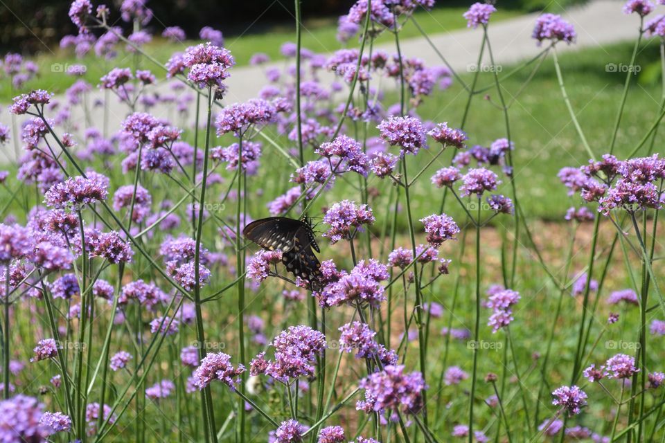 Close-up of butterfly on flower