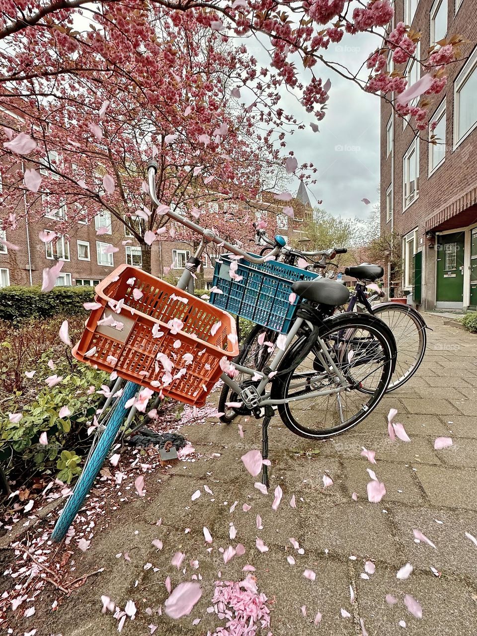 Bright and colorful boost spring petals 