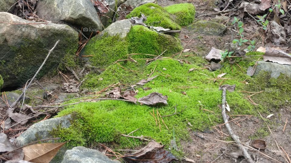 Nature, Wood, Moss, Leaf, Tree